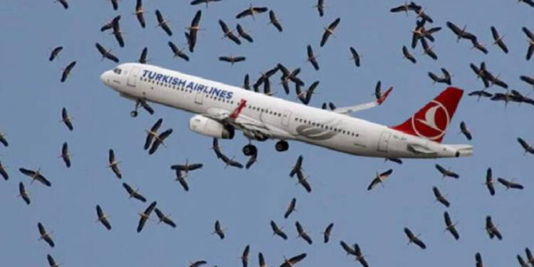 İstanbul hava sahasında leylek alarmı