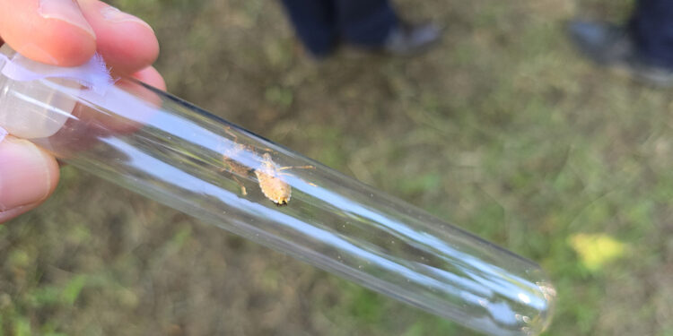 İstilacı kahverengi kokarcaya karşı 300 bin samuray arısı doğaya salınacak