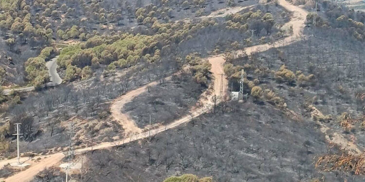 Orman yangınları hakkında 22 şüpheli gözaltına alındı