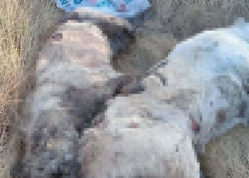 İzmir'de 5 köpek ile 6 kedi zehirlenerek öldürüldü