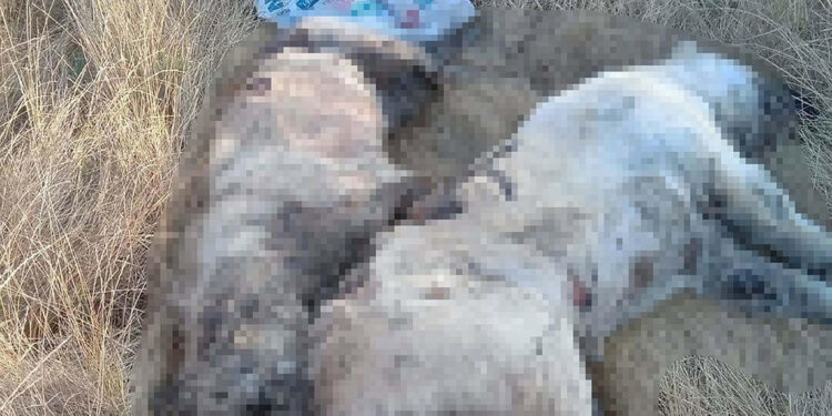 İzmir'de 5 köpek ile 6 kedi zehirlenerek öldürüldü