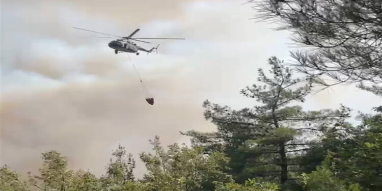 İznik'teki orman yangınında 80 hektar alan zarar gördü