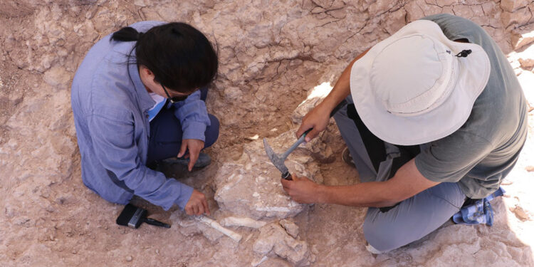 8 milyon yıllık domuz kafatası bulundu