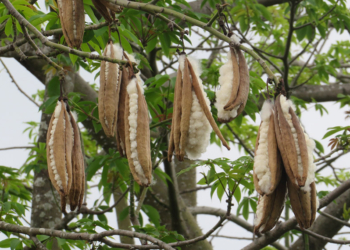 Kapok ağacı ve aşk