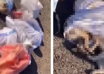 Katliam devam ediyor! Edirne'de çuval içinde köpek cesetleri bulundu