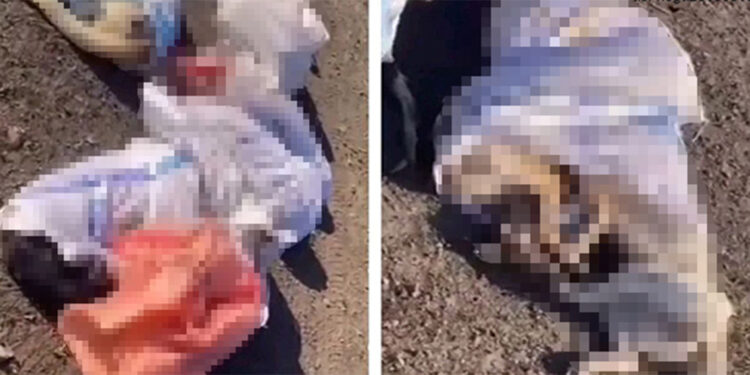 Katliam devam ediyor! Edirne'de çuval içinde köpek cesetleri bulundu