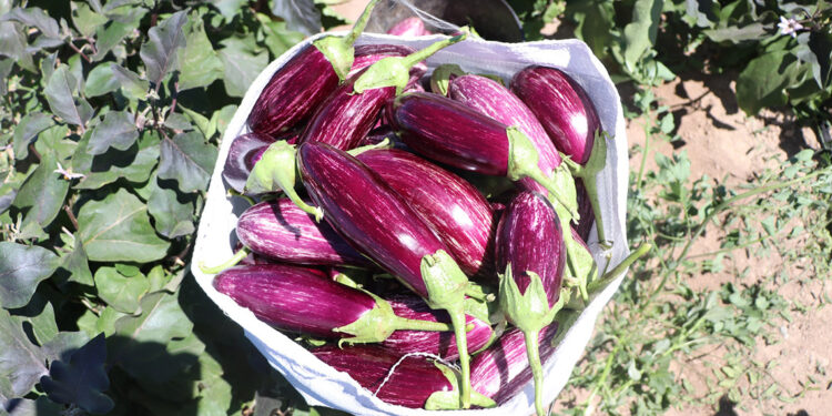 Kayseri'nin coğrafi işaretli Yamula patlıcanında hasat başladı