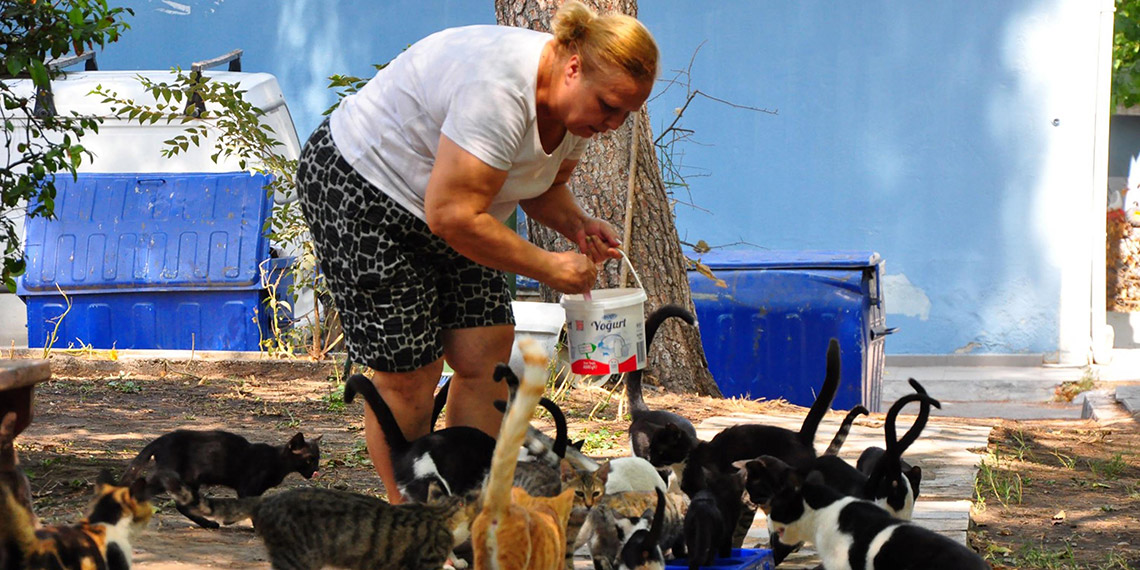 'Kedilerin annesi' Alev Öğretmen, 2 arkadaşıyla 80'den fazla kediye bakıyor