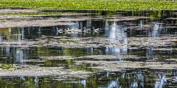Kırkgöz kurudu, şehre verilen su durdu