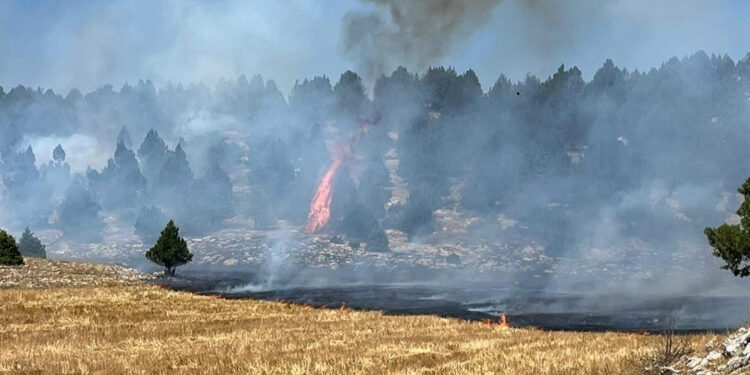 Kozan'da anız yangını ormana sıçradı