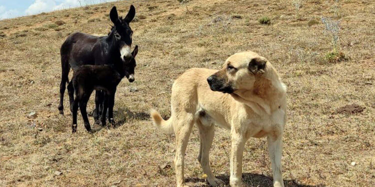'Kral', bu kez doğum yapan eşeği yalnız bırakmadı