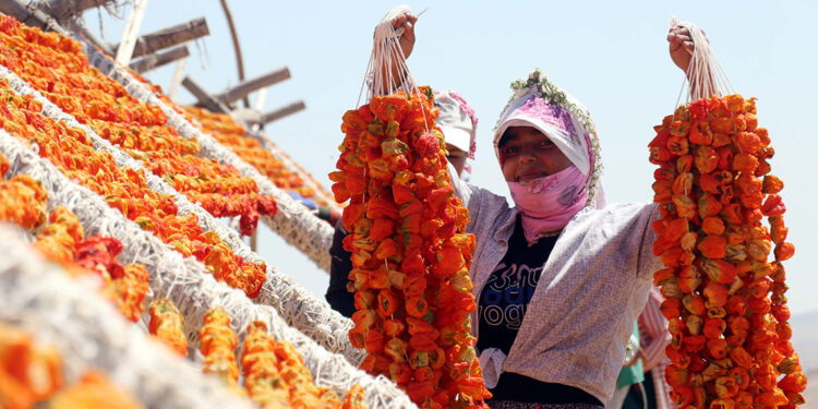 Kurutmalık sezonunda Gaziantep'in yükseklerinde renk cümbüşü