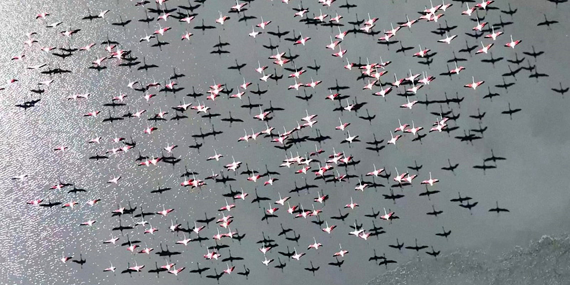 Kuruyan Yarışlı Gölü'nü flamingolar da terk etti