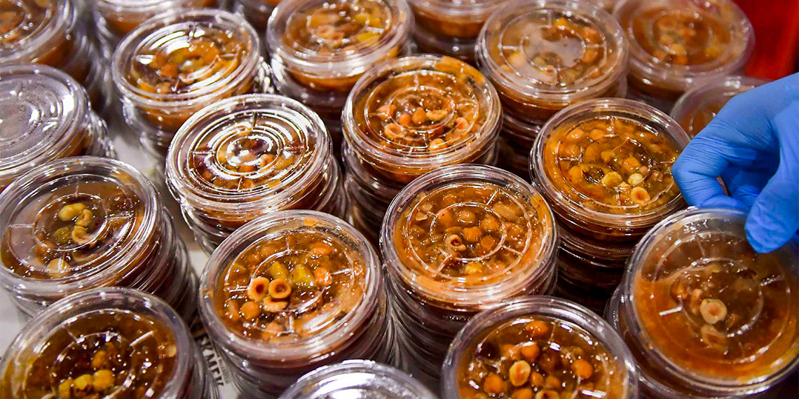 Ankara Büyükşehir Belediyesi Muharrem ayına çölyak hastalarını unutmadı ve glütensiz aşure üretti.