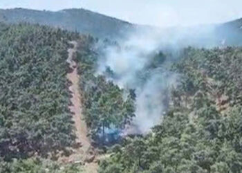 Manisa'nın Yunusemre ilçesinde orman yangını