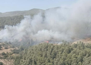 Muğla Milas'ta orman yangını çıktı