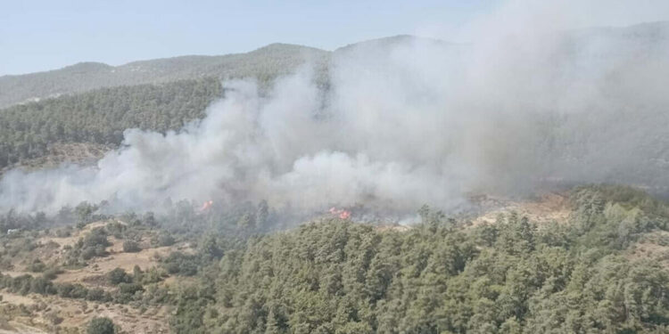 Muğla Milas'ta orman yangını çıktı