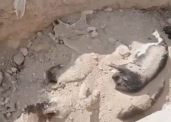Niğde Belediyesi'nden 'hayvan mezarlığı' açıklaması