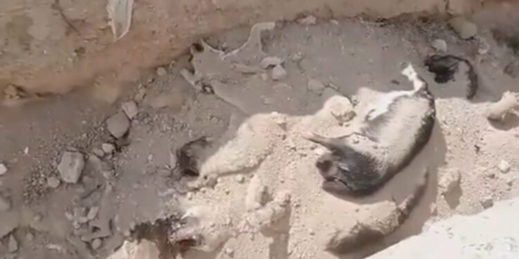 Niğde Belediyesi'nden 'hayvan mezarlığı' açıklaması