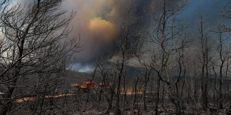 OGM'den 'yanan ormanların imara açıldığı' iddiasına yalanlama