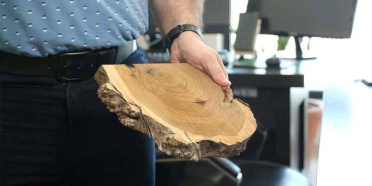 Orman yangınları sonrası sel riskine karşı 'su hasadı' önlemi