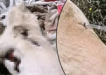 Ormanda 3 köpek ölü bulundu