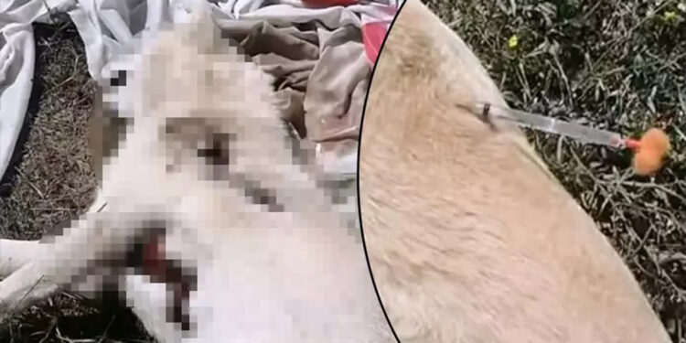 Ormanda 3 köpek ölü bulundu