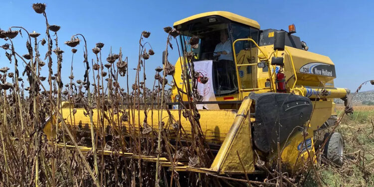 Osmaniye'de yağlık ayçiçeği hasadına başlandı