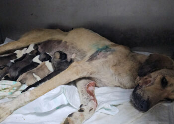 Otomobilin çarptığı hamile köpek doğum yaptı; 8 yavrusundan 1'i öldü