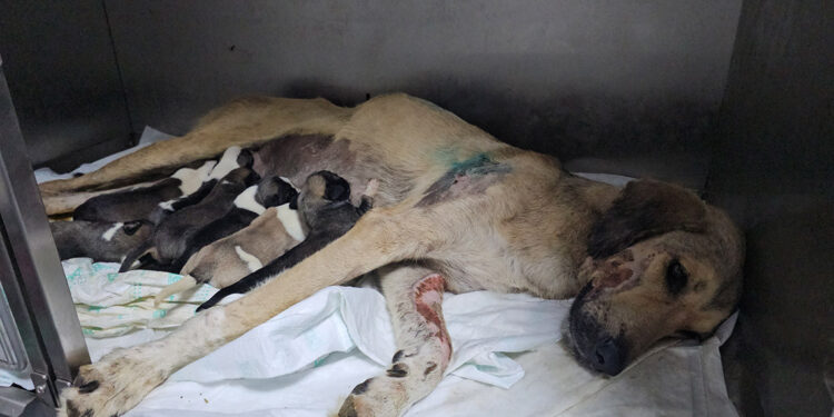 Otomobilin çarptığı hamile köpek doğum yaptı; 8 yavrusundan 1'i öldü