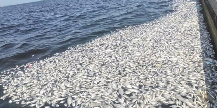 Prof. Dr. Yaşar: İzmir Körfezi temizlenmezse balık ölümleri devam eder