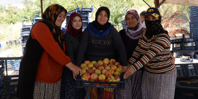 Şeftalide verim yüz güldürüyor