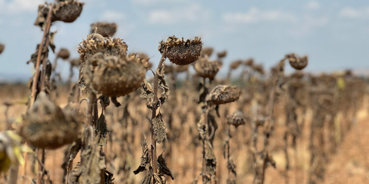 Sıcaklık ayçiçeğini vurdu! Üreticiler ürününü tarlada bıraktı