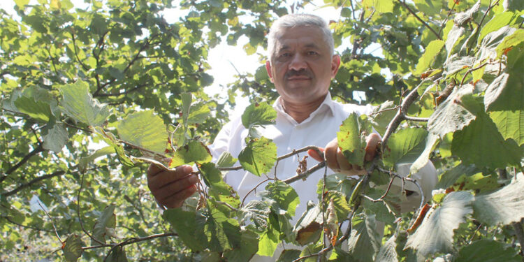Tarım alanlarında kışlak mücadelesi yapılması gerekiyor