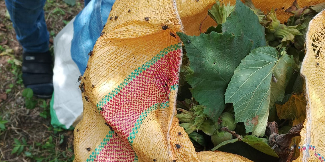 Türkiye Ziraat Odaları Birliği (TZOB) Yönetim Kurulu Üyesi Arslan Soydan, Ordu’daki kahverengi kokarca hasarı ile ilgili, “Bakanlığın desteğiyle beraber bütün tarım alanlarında kışlak mücadelesi yapılması gerekiyor” dedi.