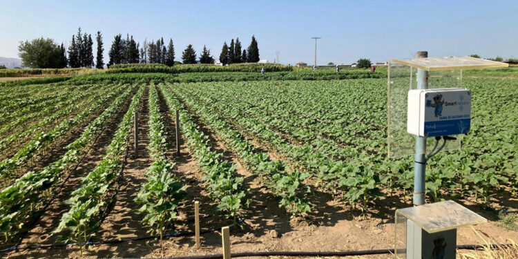 'Tarımsal sulamada yapay zeka yüzde 80 tasarruf sağlıyor'
