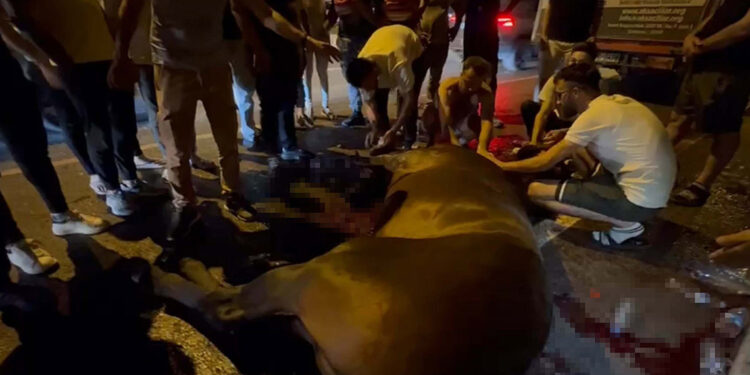 Taşındığı kamyonetten düşen atın bacakları kırıldı