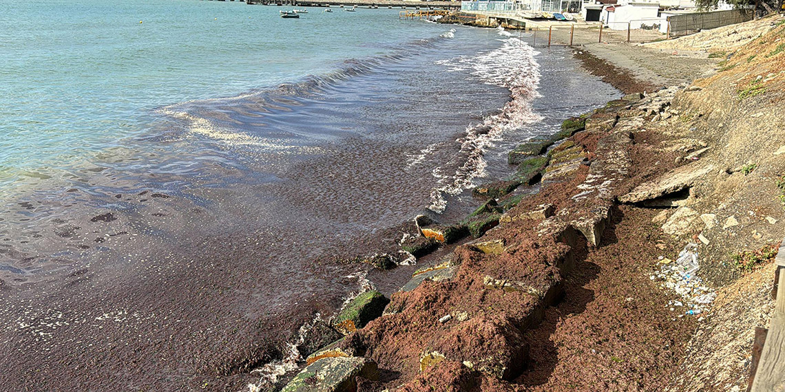 Tekirdağ sahilini kırmızı yosun kapladı