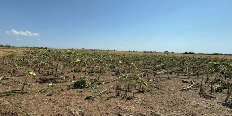 Tekirdağ'da tarım alanlarında dolu ve rüzgar zararı