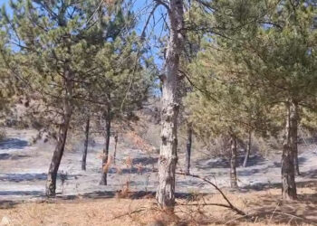 Tokat'ta orman yangını 1 saatte kontrol altına alındı