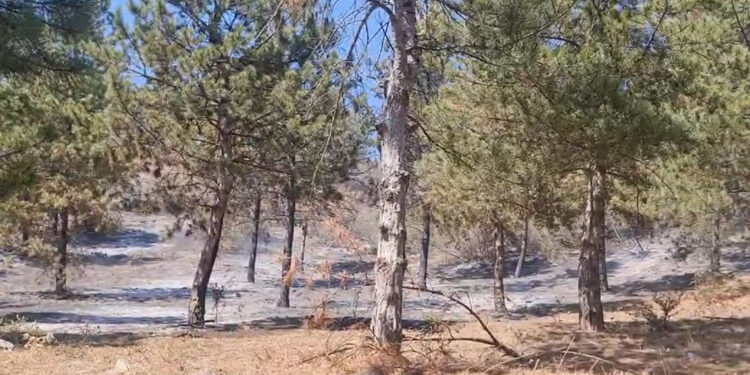 Tokat'ta orman yangını 1 saatte kontrol altına alındı