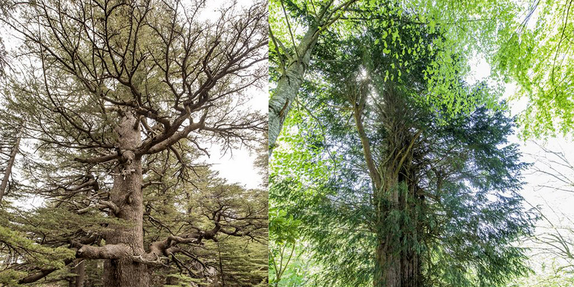 Türkiye'nin anıt ağaçları zamana meydan okuyor