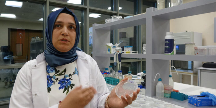 Tuzlanarak verimini kaybeden topraklara D vitamini