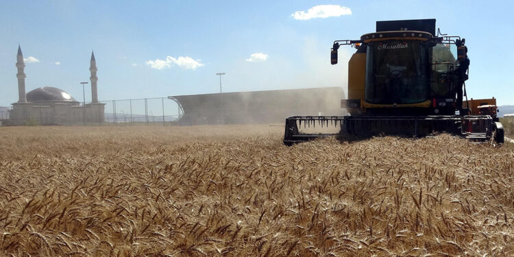 Üniversitede 1500 dönüm arazide yerli ve milli tohum üretilecek