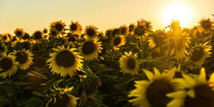 Yağlık ayçiçeği ithalatında tarife kontenjanı