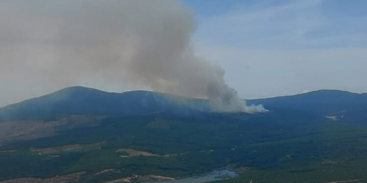 Yalova'nın Armutlu ilçesinde orman yangını