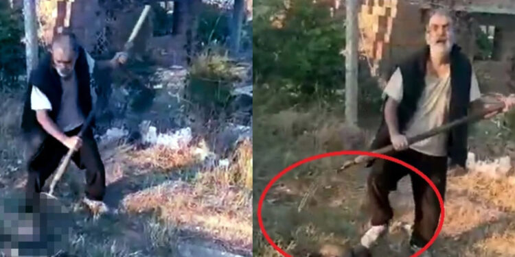 Yavru köpeği dirgen saplayarak öldürdü