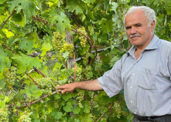 Yeni Yusufeli'de 'nakil bağlar' ilk üzümlerini verdi; hasat başladı