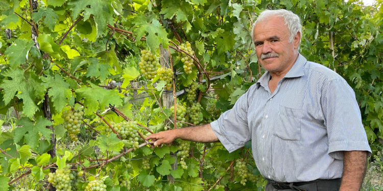 Yeni Yusufeli'de 'nakil bağlar' ilk üzümlerini verdi; hasat başladı
