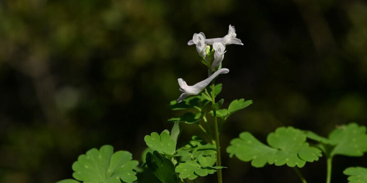 Yeni keşfedilen bitki türü 'Latmos Kazgagası' yok olma tehlikesiyle karşı karşıya